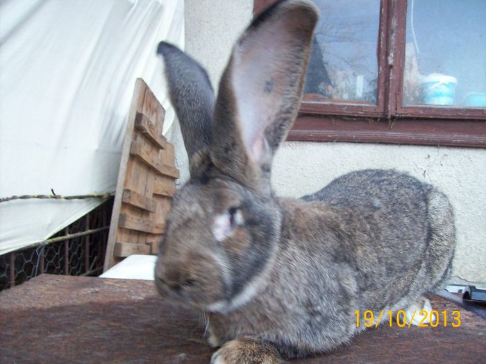 MASC 2 TINAR - AAA OCTOMBRIE 2013 IEPURI