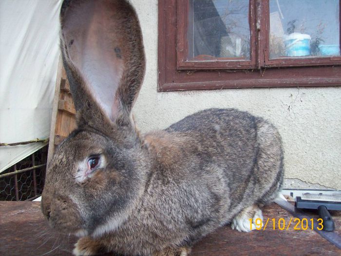 MASC 2 TINAR - AAA OCTOMBRIE 2013 IEPURI