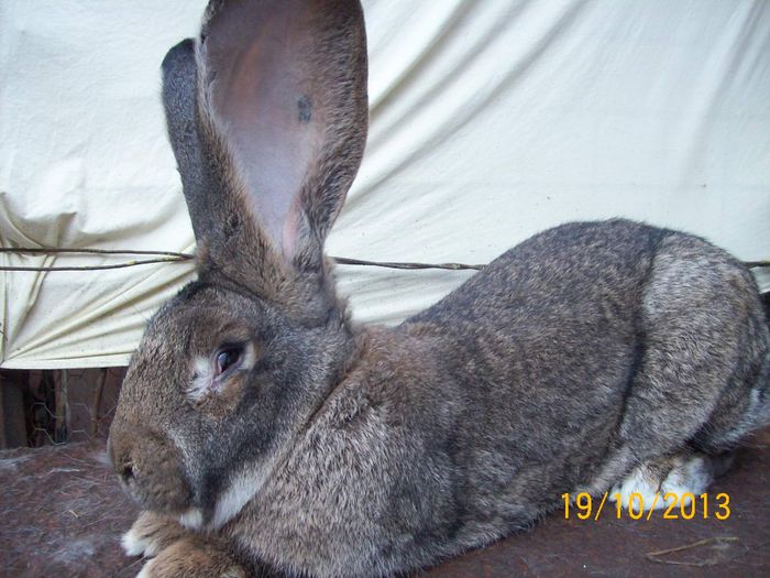 IDEM - AAA OCTOMBRIE 2013 IEPURI