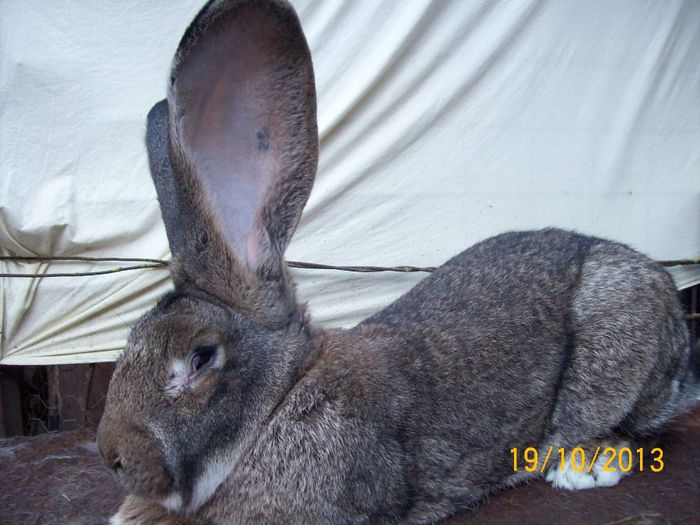 IDEM - AAA OCTOMBRIE 2013 IEPURI