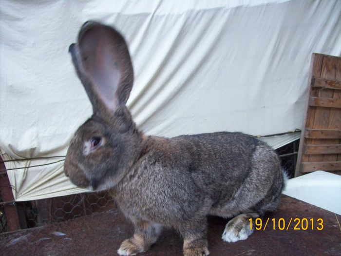 IDEM - AAA OCTOMBRIE 2013 IEPURI