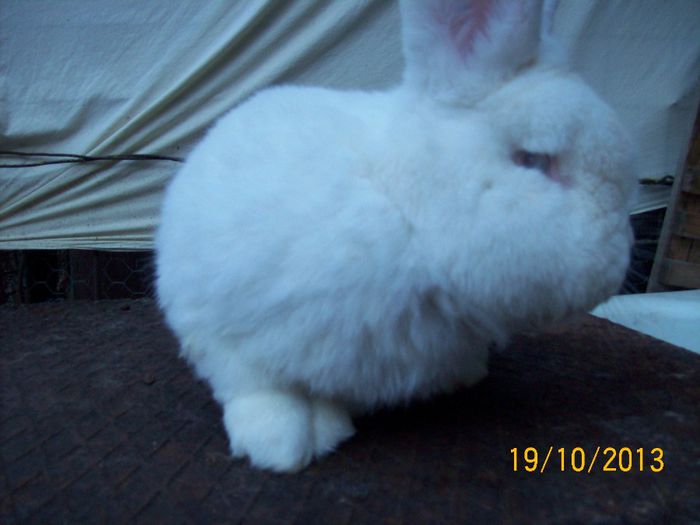 MASC 1 N este de vanzare - AAA OCTOMBRIE 2013 IEPURI