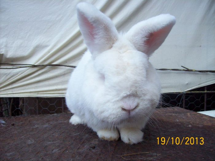 MASC 1 N de vanzare - AAA OCTOMBRIE 2013 IEPURI