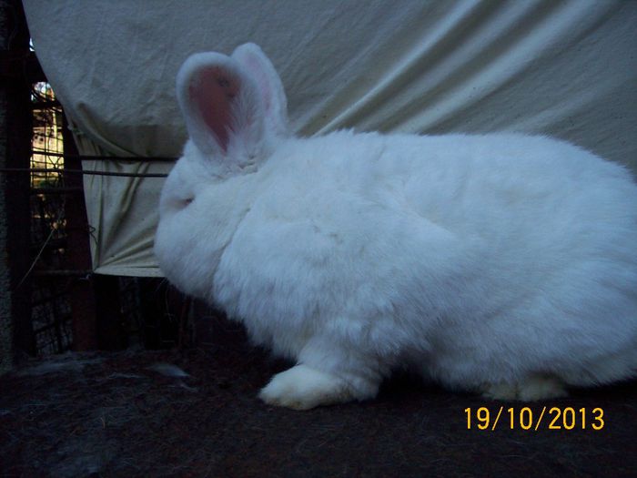 MASC 1 N de vanzare - AAA OCTOMBRIE 2013 IEPURI