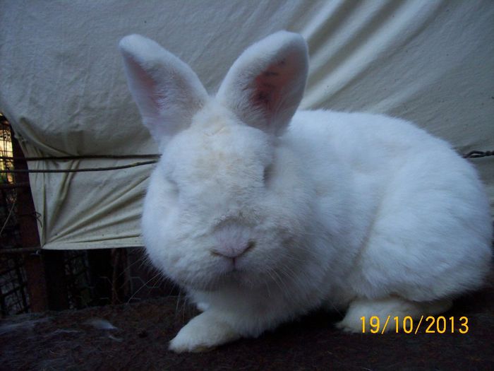 MASC 1 N de vanzare - AAA OCTOMBRIE 2013 IEPURI