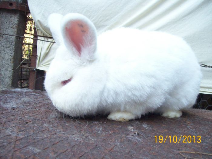 MASC 1 N de vanzare - AAA OCTOMBRIE 2013 IEPURI