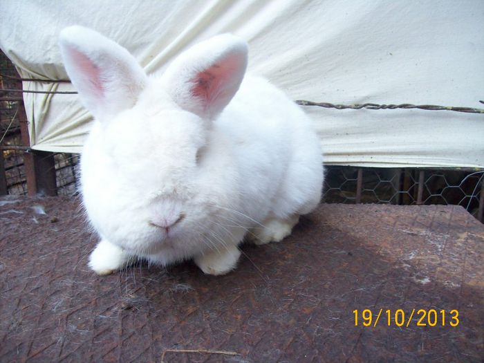 MASC 1 N - AAA OCTOMBRIE 2013 IEPURI