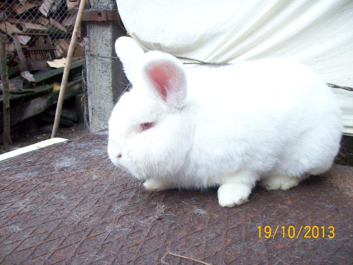 IDEM - AAA OCTOMBRIE 2013 IEPURI