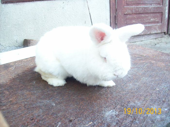 19.10.2013 123 - AAA OCTOMBRIE 2013 IEPURI