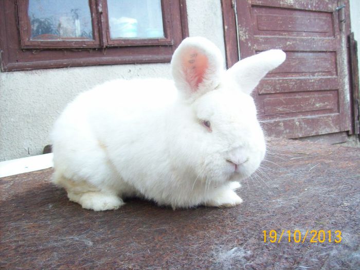 19.10.2013 124 - AAA OCTOMBRIE 2013 IEPURI