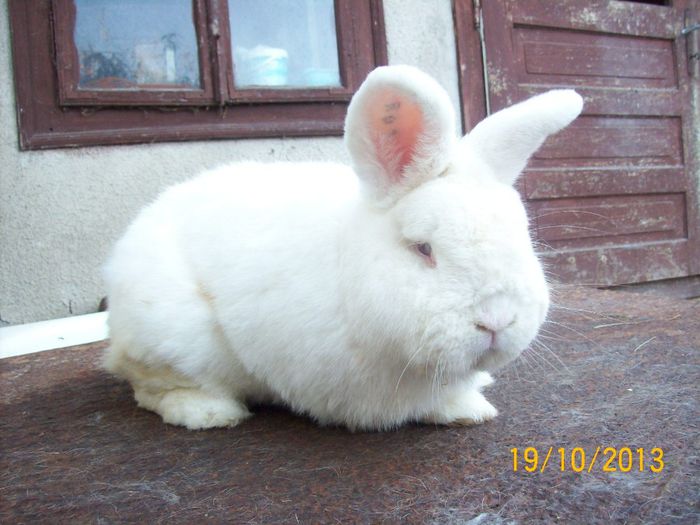 19.10.2013 125 - AAA OCTOMBRIE 2013 IEPURI