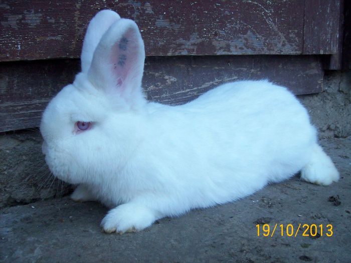 PUI DIN MASC 1 N - AAA OCTOMBRIE 2013 IEPURI