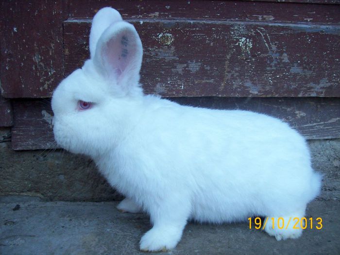 IDEM - AAA OCTOMBRIE 2013 IEPURI