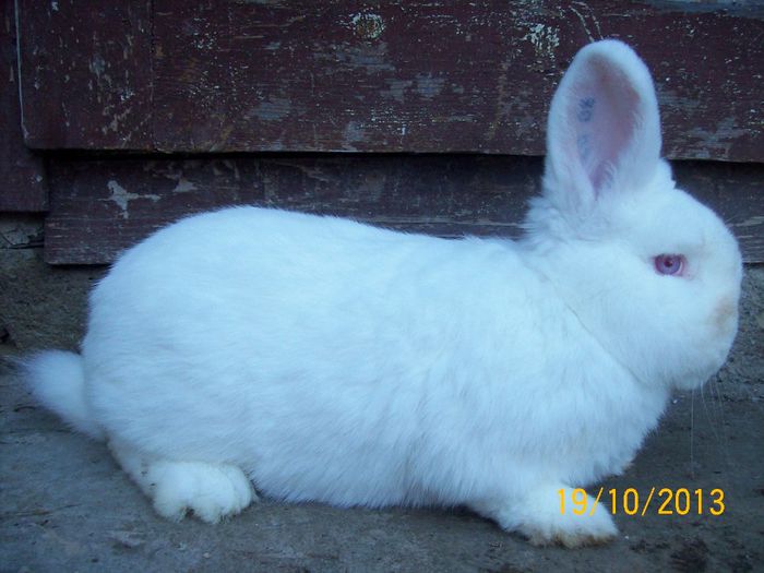 IDEM - AAA OCTOMBRIE 2013 IEPURI