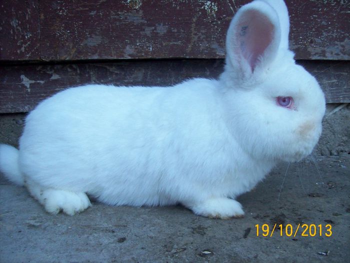 IDEM - AAA OCTOMBRIE 2013 IEPURI