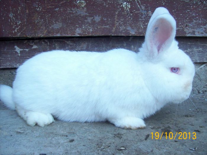 IDEM - AAA OCTOMBRIE 2013 IEPURI