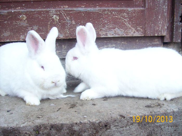 FEM DIN MASC 1N - AAA OCTOMBRIE 2013 IEPURI