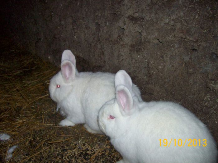 FEM DIN MASC 1 N - AAA OCTOMBRIE 2013 IEPURI