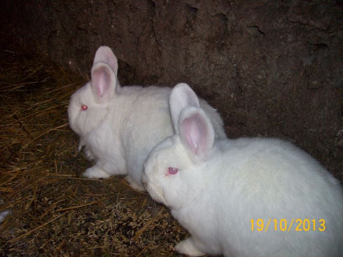 FEM DIN MASC 1 N - AAA OCTOMBRIE 2013 IEPURI