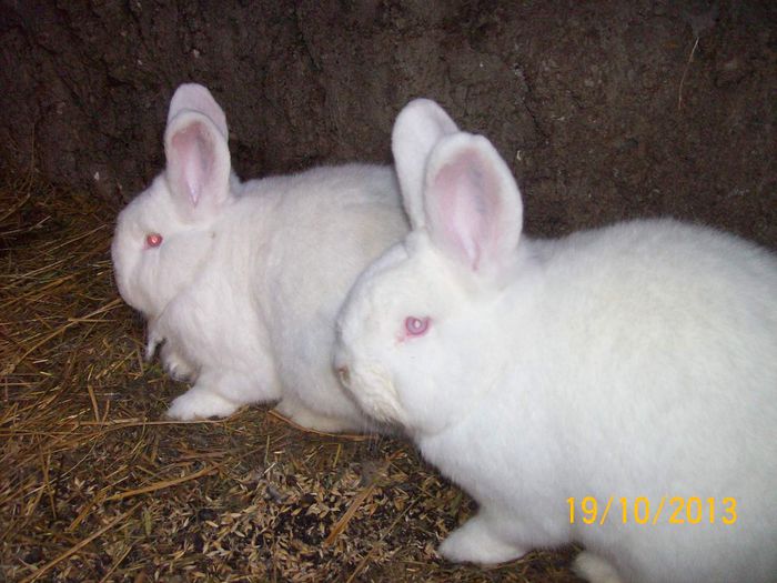 FEM DIN MASC 1 N - AAA OCTOMBRIE 2013 IEPURI