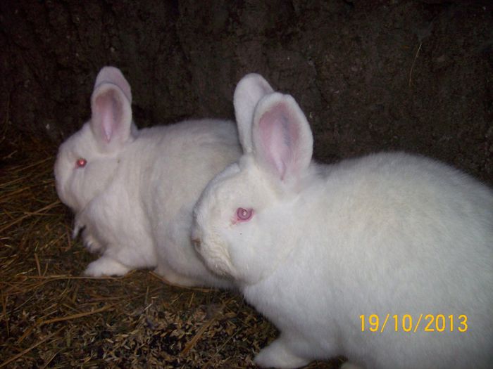 IDEM - AAA OCTOMBRIE 2013 IEPURI