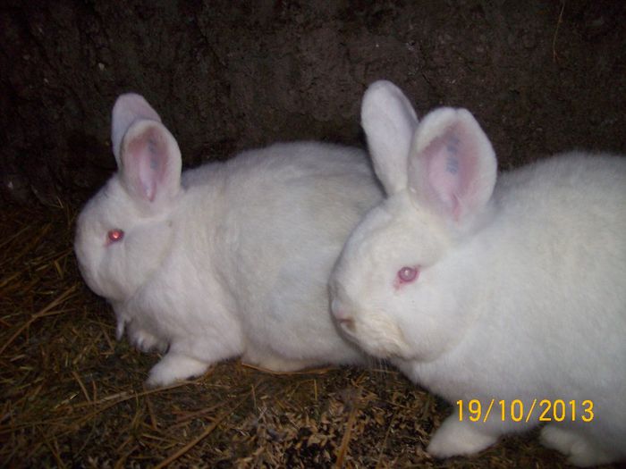 IDEM - AAA OCTOMBRIE 2013 IEPURI