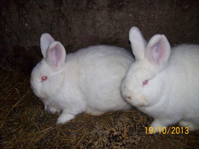 IDEM - AAA OCTOMBRIE 2013 IEPURI