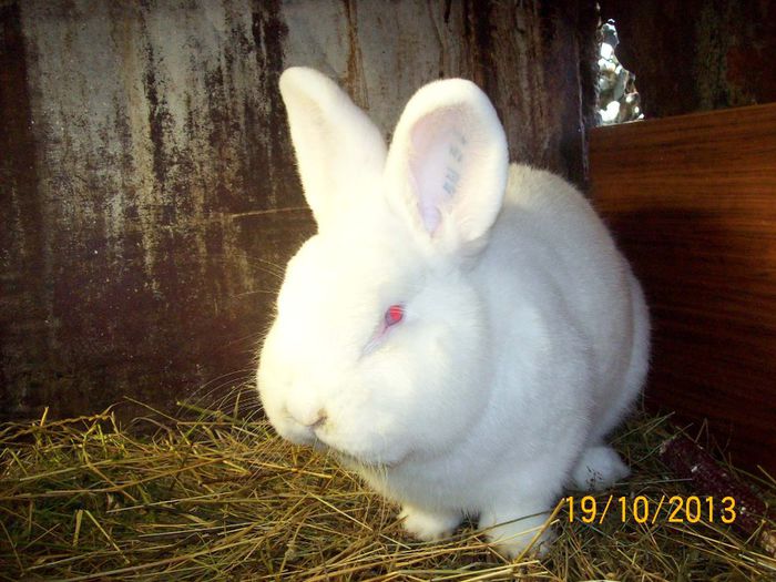 MASC 2 N ACHIZITIONAT - AAA OCTOMBRIE 2013 IEPURI