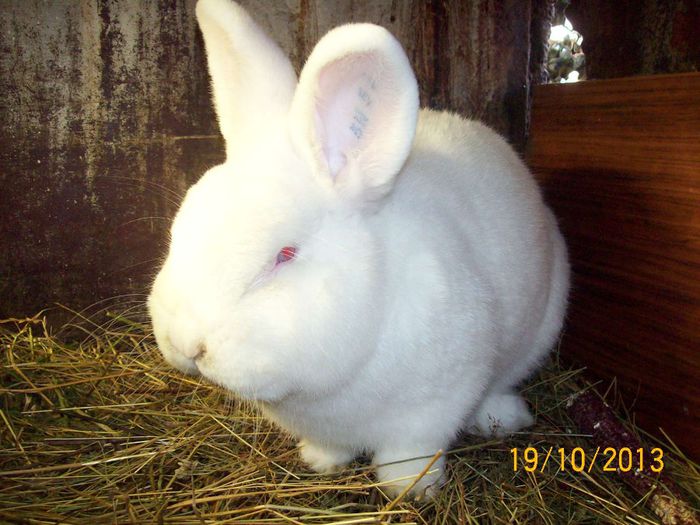 MASC 2 N ACHIZITIONAT - AAA OCTOMBRIE 2013 IEPURI