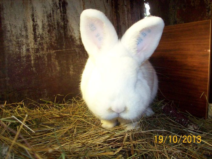 IDEM - AAA OCTOMBRIE 2013 IEPURI