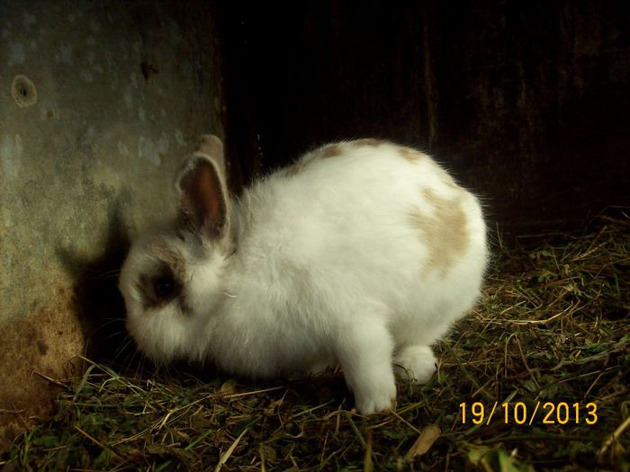 IEPURASUL FETITEI MELE - AAA OCTOMBRIE 2013 IEPURI