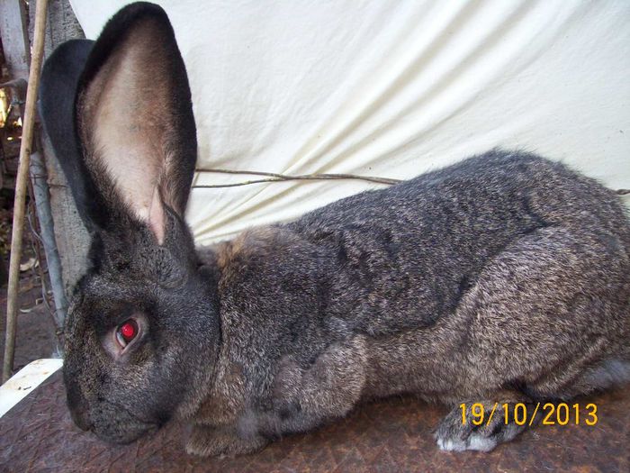 MASC 3 GRI FIER - AAA OCTOMBRIE 2013 IEPURI