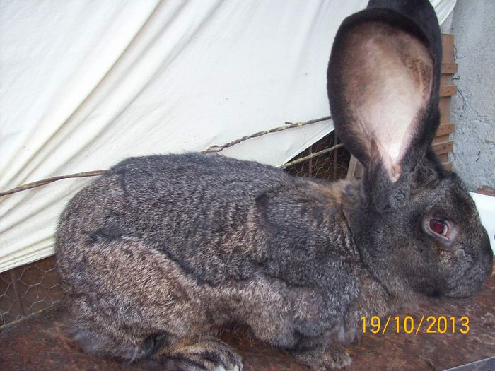 IDEM - AAA OCTOMBRIE 2013 IEPURI