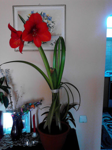 amaryllis - plante si flori prin casa