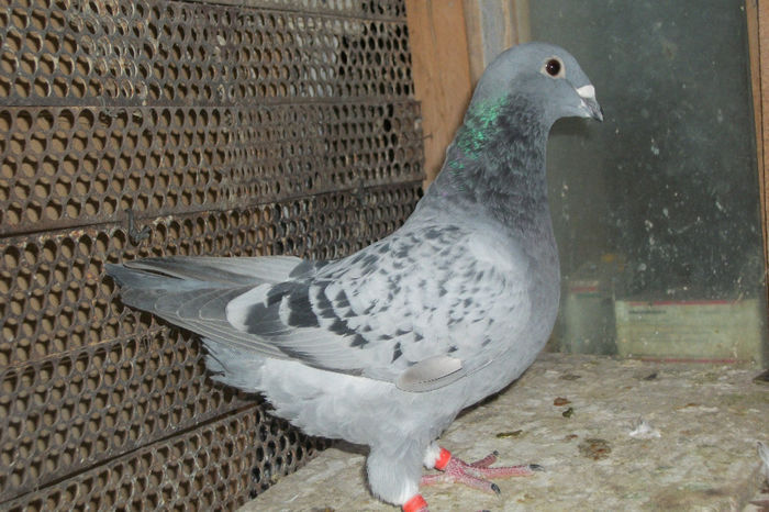 100_6999 - TINERET 2013
