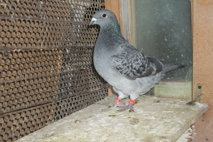 100_7016Vanduta