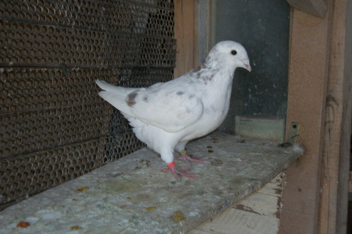 100_7026 Vandut