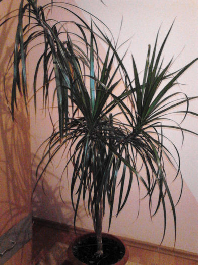 dracena - plante si flori prin casa