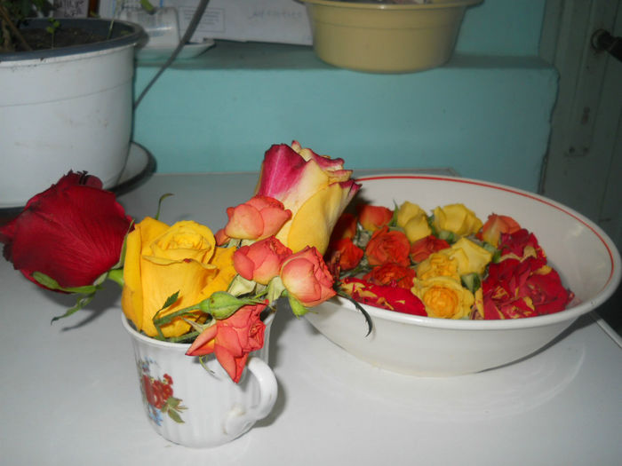 DSCN5210