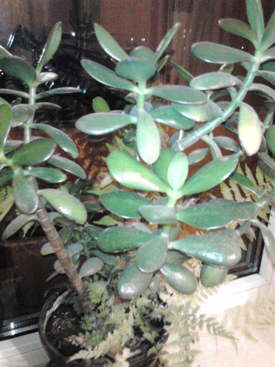 arborele de jad - plante si flori prin casa
