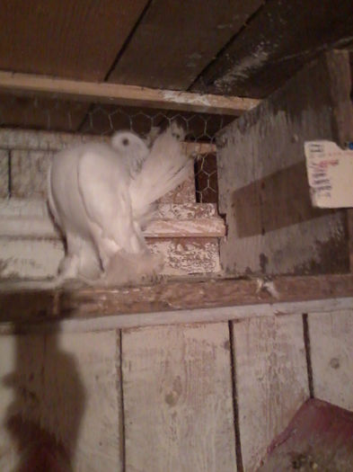 Photo0019 - porumbei mei frumosi