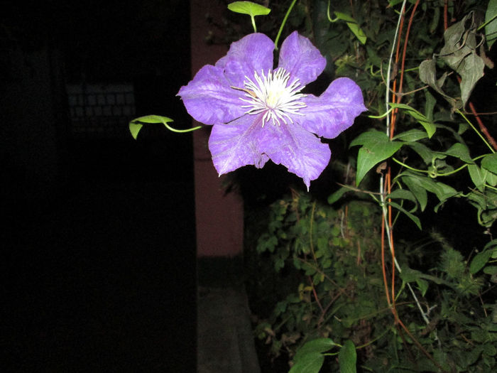 clematis - mijloc de octombrie 2013