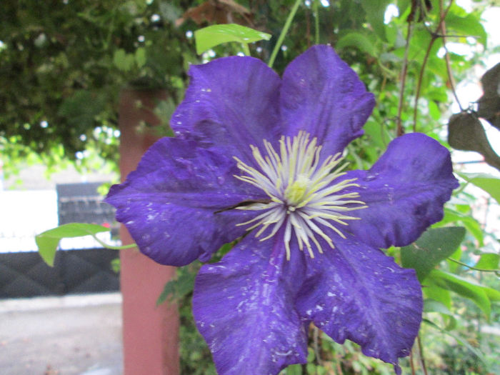 clematis 2 - mijloc de octombrie 2013