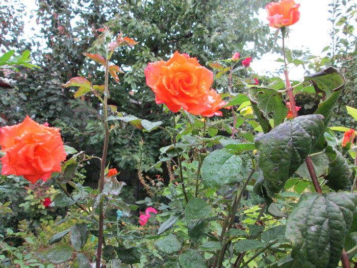 flori de trandafir - mijloc de octombrie 2013