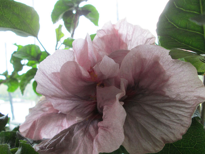 hibiscus - mijloc de octombrie 2013