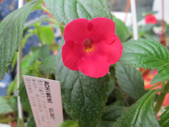 achimenes glory