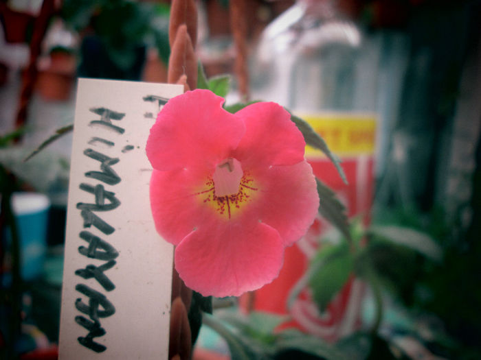 achi himalayan mandarin
