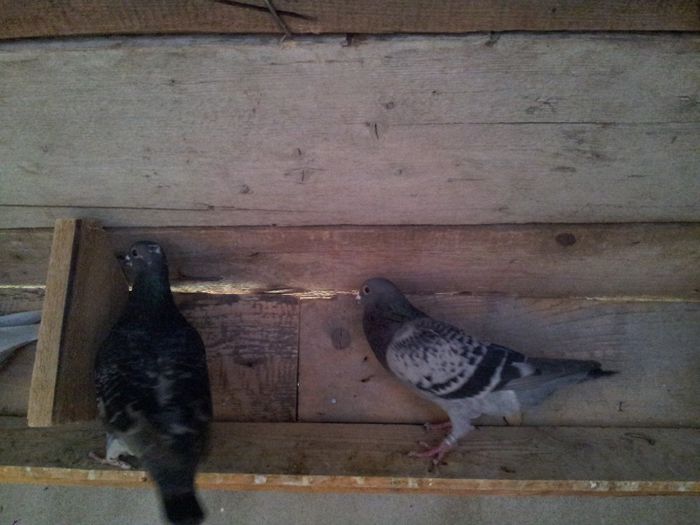 20131019_091936 - Voiajori 2013