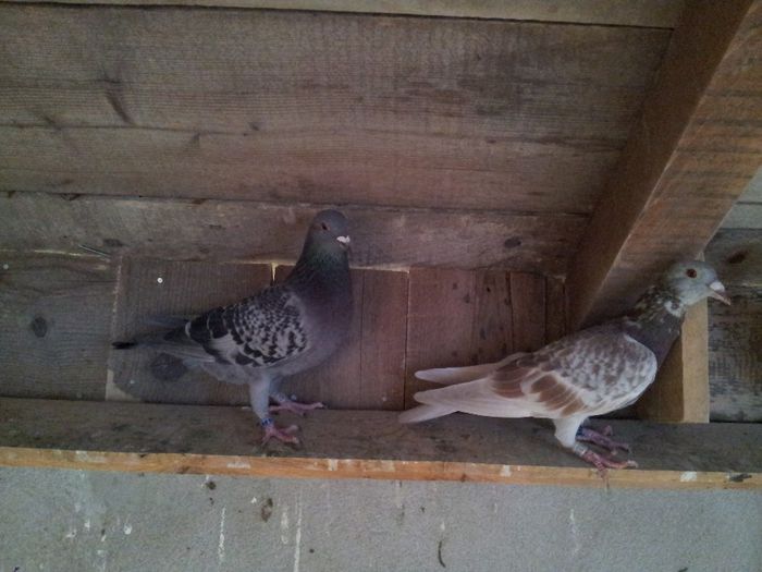 20131019_091956 - Voiajori 2013