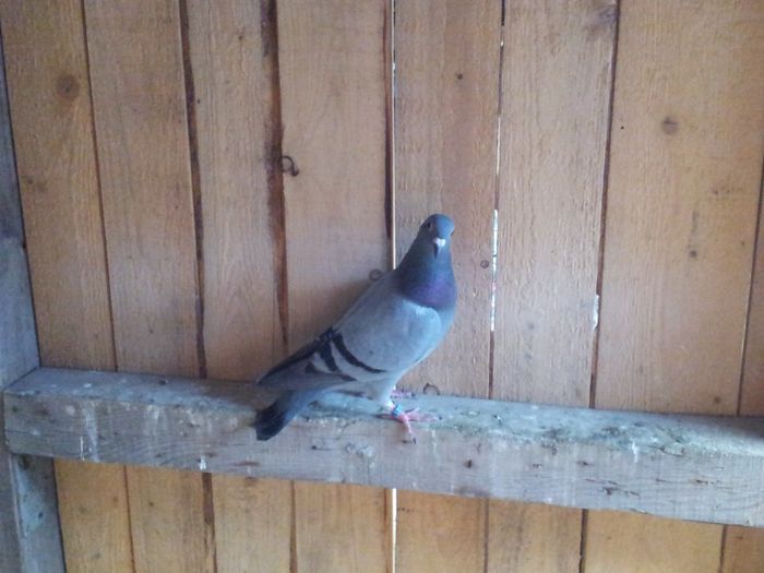 20131019_092048 - Voiajori 2013